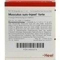 Musculus suis Injeel forte ampolas 10 x 1,1 ml